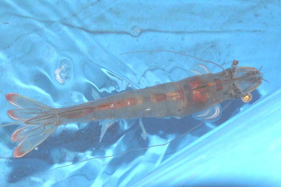 tôm thẻ bố mẹ